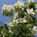 Cornus kousa 'Chinensis' - Foto 2