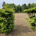 Fagus sylvatica - toepassing oude beukenhaag struiken met open ruimte.  diepte effect