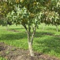 Liquidambar styraciflua 'Worplesdon' - 7