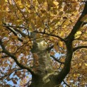 Fagus sylvatica 'Atropunicea' - Foto 3