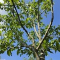 Castanea sativa 'Lyon' - Foto 1