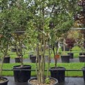 Quercus ilex - 1
