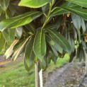 Prunus laur. Caucasica - 2