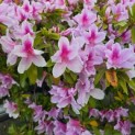 Rhododendron (AJ) George Lindley Taber' - Foto 1
