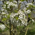 Pyus calleryana 'Chanticleer' - 3