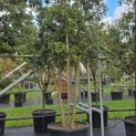 Quercus ilex - Foto 3