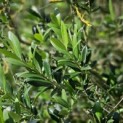 Olea europaea - 4