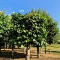 Tilia americana 'Nova' - Afbeelding 1024