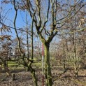 Carpinus betulus - 2