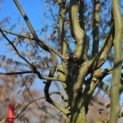 Carpinus betulus - 1