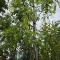 Gleditsia triacanthos ‘Sunburst' - 1