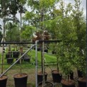 Gleditsia triacanthos ‘Sunburst' - 2