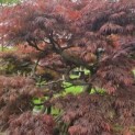Acer palmatum 'Inaba Shidare' - Foto 1