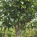 Magnolia 'Wada's Memory' - Foto 4