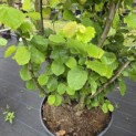 Corylus avellana 'Tonda Romana' - 1
