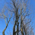 Carpinus betulus 'Frans Fontaine'   (Fastigiata) - 4