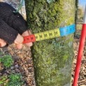 Carpinus betulus 'Frans Fontaine'   (Fastigiata) - 6