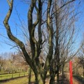 Carpinus betulus 'Frans Fontaine'   (Fastigiata) - 5