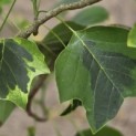 Liriodendron tulipifera 'Aureomarginatum' - Foto 2