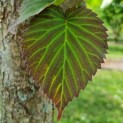 Davidia involucrata - Foto 1