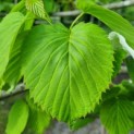 Davidia involucrata - Foto 3