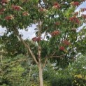 Heptacodium miconioides - Foto 6