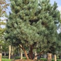 Pinus sylvestris 'Watereri' - 2