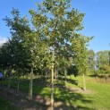 Juglans regia - augustus 2025