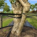 Heptacodium miconioides - Foto 4