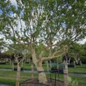 Magnolia 'Susan' - 2