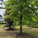 Liquidambar styraciflua - 1