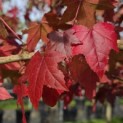 Liquidambar styraciflua - 2