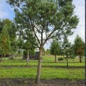 Pinus sylvestris - Foto 9