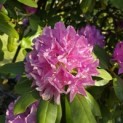 Rhododendron Roseum Elegans - 7