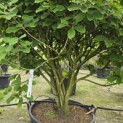Hamamelis x intermedia 'Arnold Promise' - 4