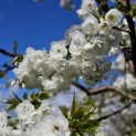 Prunus serrulata 'Shirotae' - Foto 5