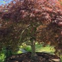 Acer palmatum 'Garnet' - 3