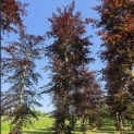 Fagus sylvatica 'Atropunicea' - 1
