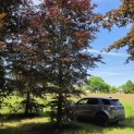 Fagus sylvatica 'Atropunicea' - Foto 1