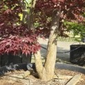 Acer palmatum 'Bloodgood' - 2