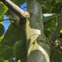 Tilia x europaea 'Pallida' - Foto 1