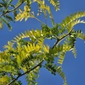 Gleditsia triacanthos ‘Sunburst' - impressie voorjaarsblad