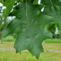 Quercus rubra - Afbeelding 4