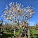 Amelanchier lamarckii - Foto 2