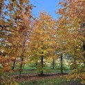 Fagus sylvatica 'Atropunicea' - 4