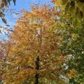 Fagus sylvatica 'Atropunicea' - 2