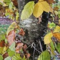 Fagus sylvatica 'Atropunicea' - 3