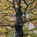 Fagus sylvatica 'Atropunicea' - 5