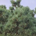 Pinus sylvestris 'Watereri' - 5