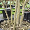 Quercus ilex - 3
